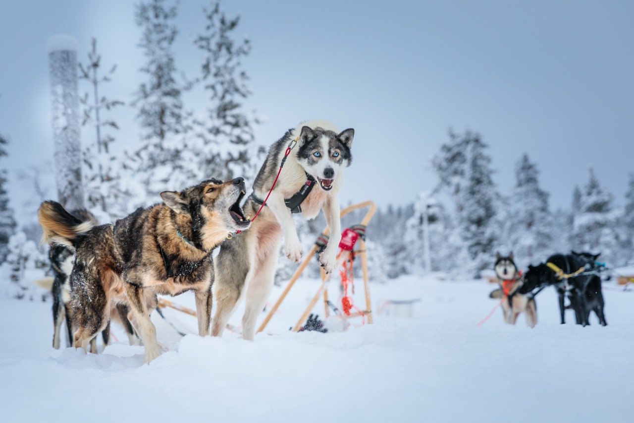 Husky’s met een slee in het besneeuwde landschap