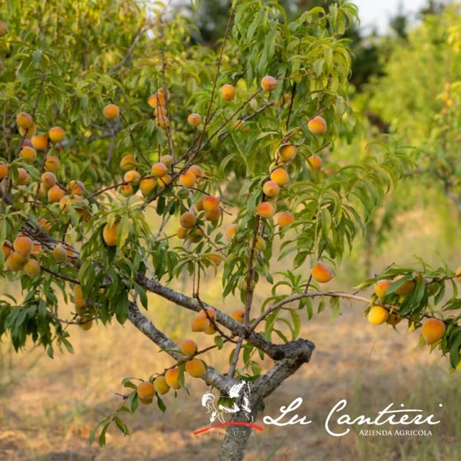 Citrusvruchten aan de bomen bij Lu Cantieri Agriturismo