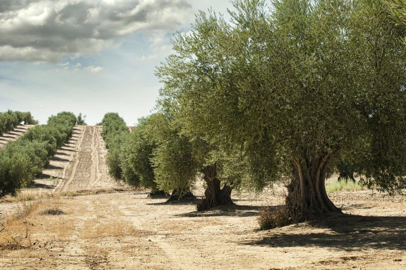 Rijen olijfbomen in een olijfgaard in Puglia